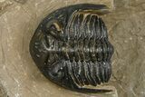 Curled Hollardops Trilobite - Foum Zguid, Morocco #363212-1